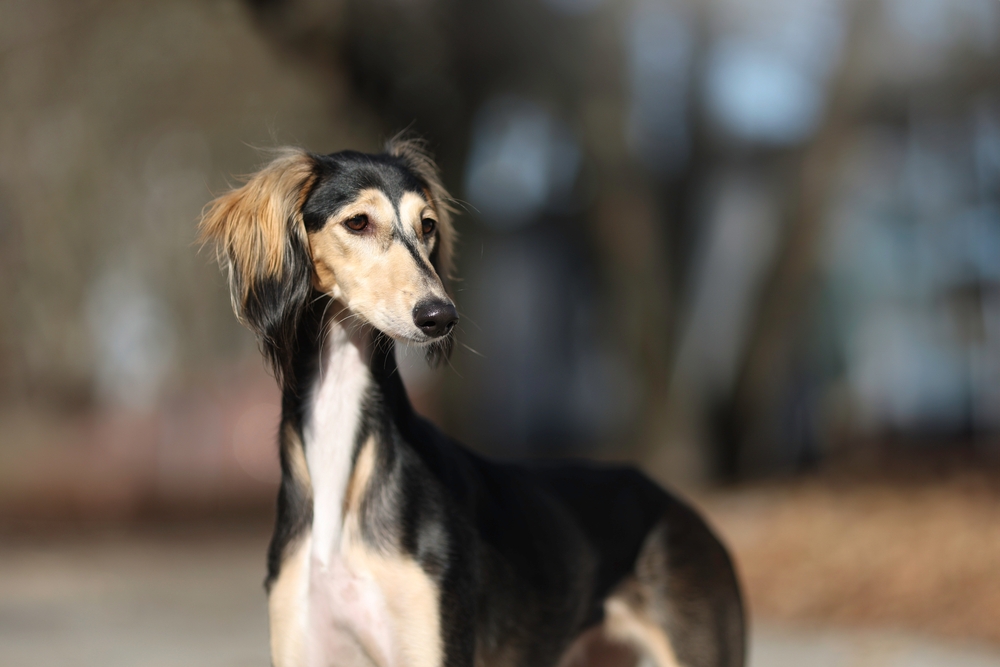 Like Having Money in Your Pocket? Then You Might Want to Avoid These 13 Expensive Dog Breeds