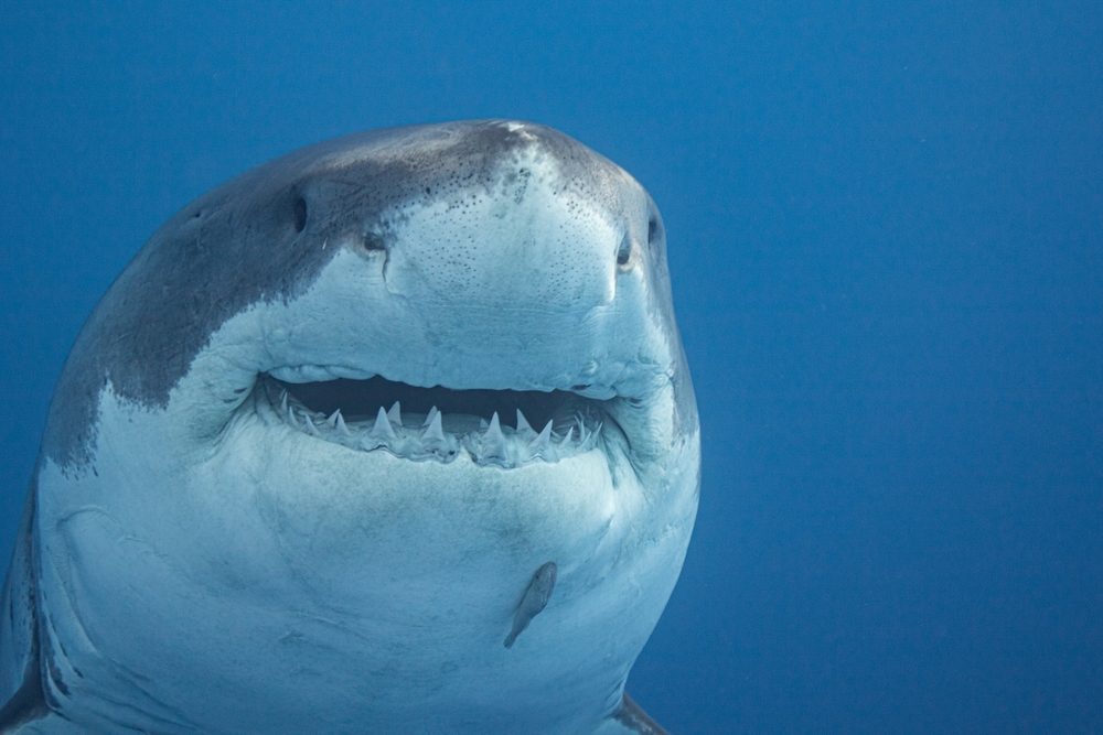 13 Brazilian Sharks Test Positive for Cocaine