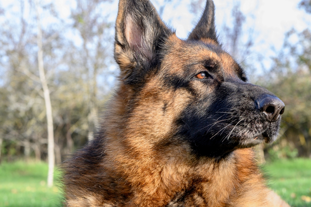 Miraculous Reunion: Dog Thought Dead  After Mountain Fall Found Alive