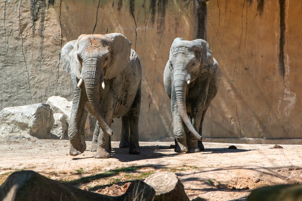 Tourist Killed in Elephant Attack at Kruger National Park