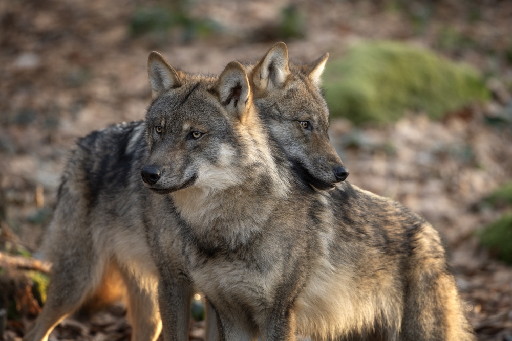Wolves Join Russian Soldiers in Ukraine to Warn of Drone Attacks
