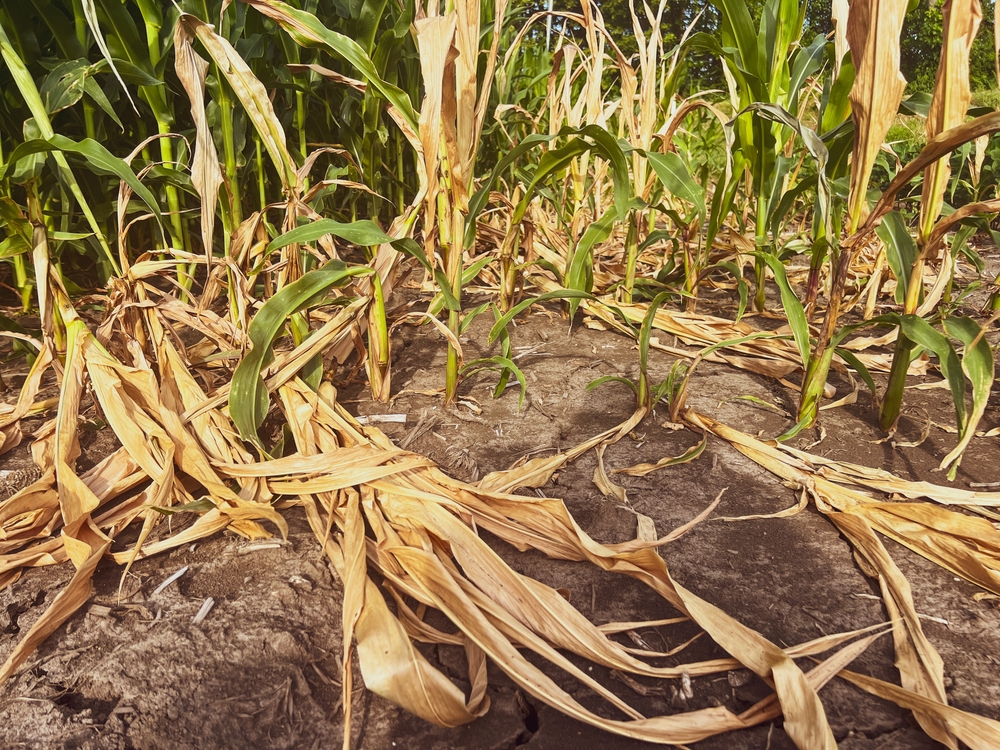 Europe Faces Food Shortages Due to Extreme Heat and Drought