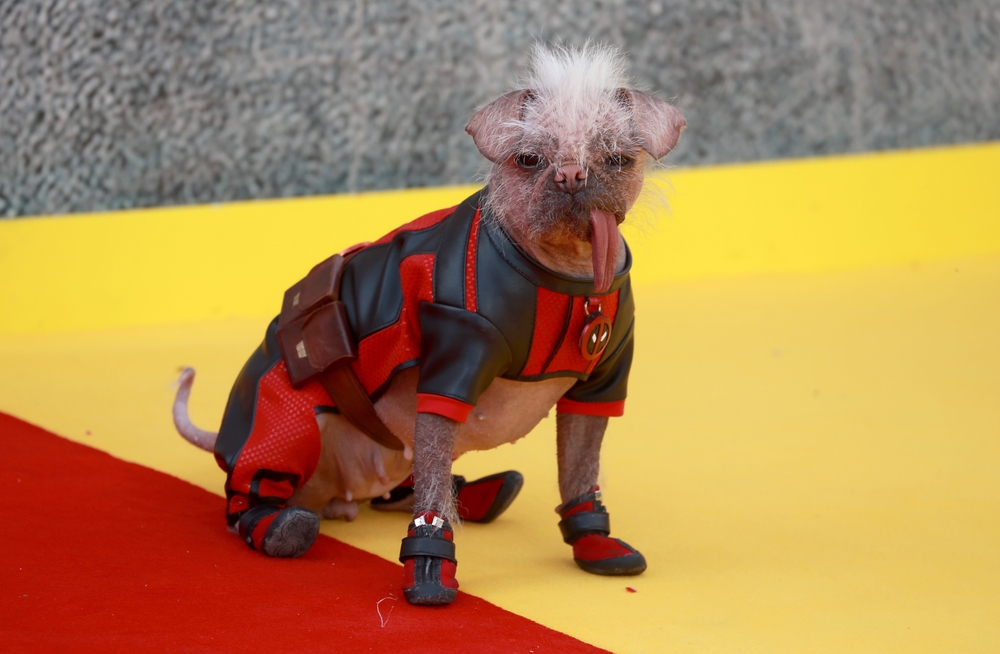 Who is Dogpool? Meet the Dog That Steals the Show in Deadpool 3