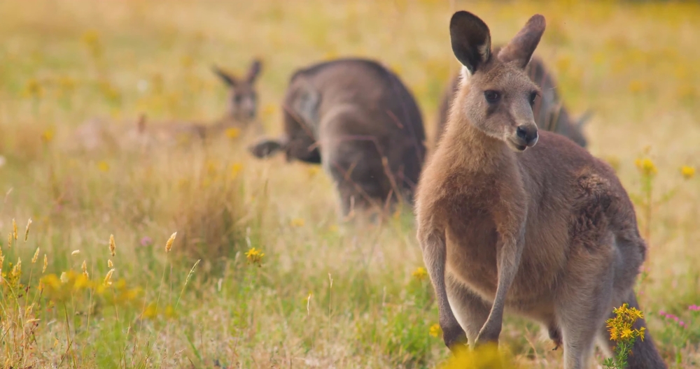 Australian Man Fined $80,000 for Torturing and Brutally Killing 71 Kangaroos