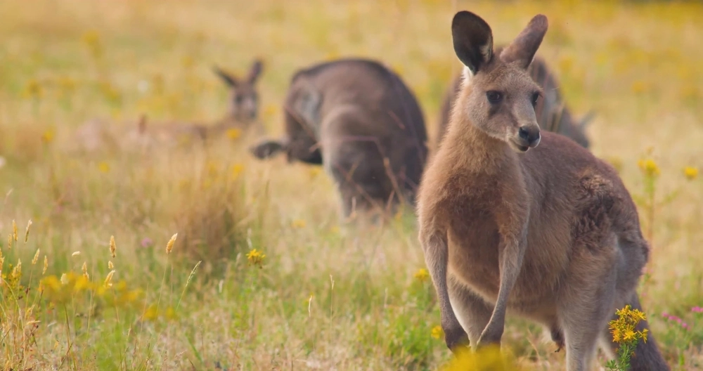 Australian Man Fined $80,000 for Torturing and Brutally Killing 71 Kangaroos