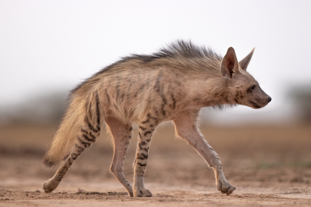 Hyena Attacks Cause Panic in Kenya, 22 Dead in Recent Rampage