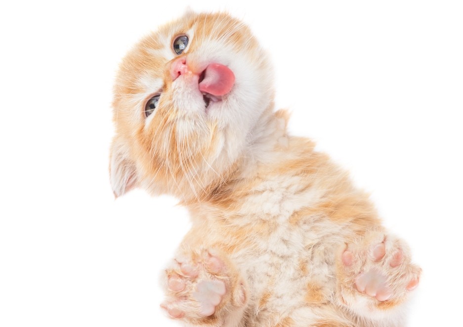 Scientists Pinpoint Gene Behind Orange Fur in Domestic Cats