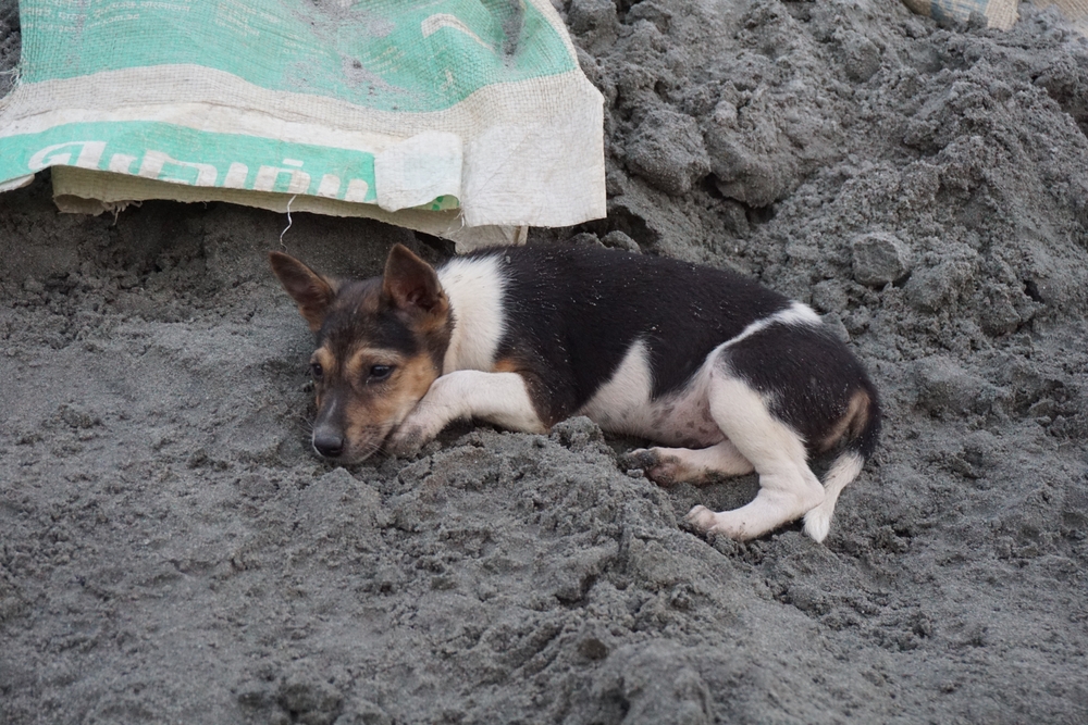 Morocco Accused of Mass Killing Stray Dogs Before 2030 World Cup
