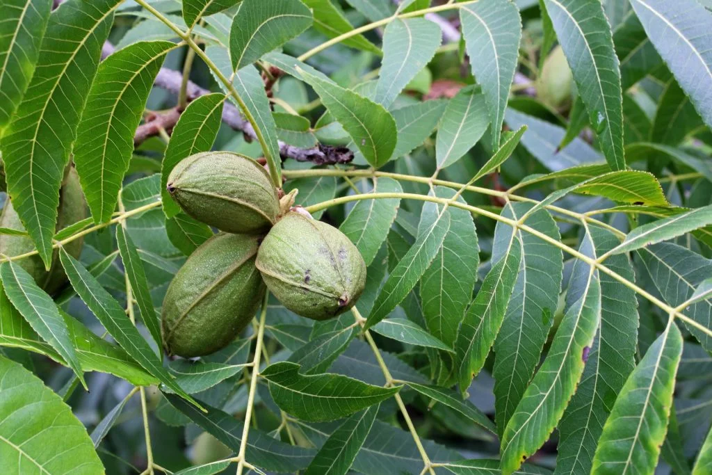 The Underrated Snack That Could Improve Your Diet and Heart Health