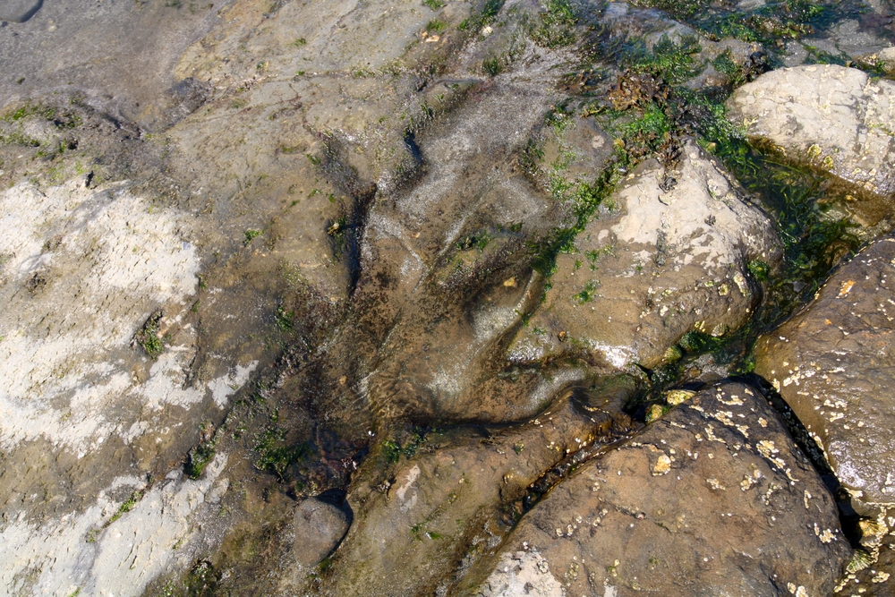 UK Researchers Uncover Nation’s Largest Dinosaur Fossil Site