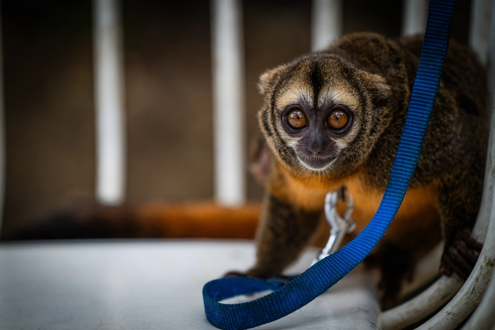 Tennessee Woman Attacked by Monkey While Feeding Her Cat