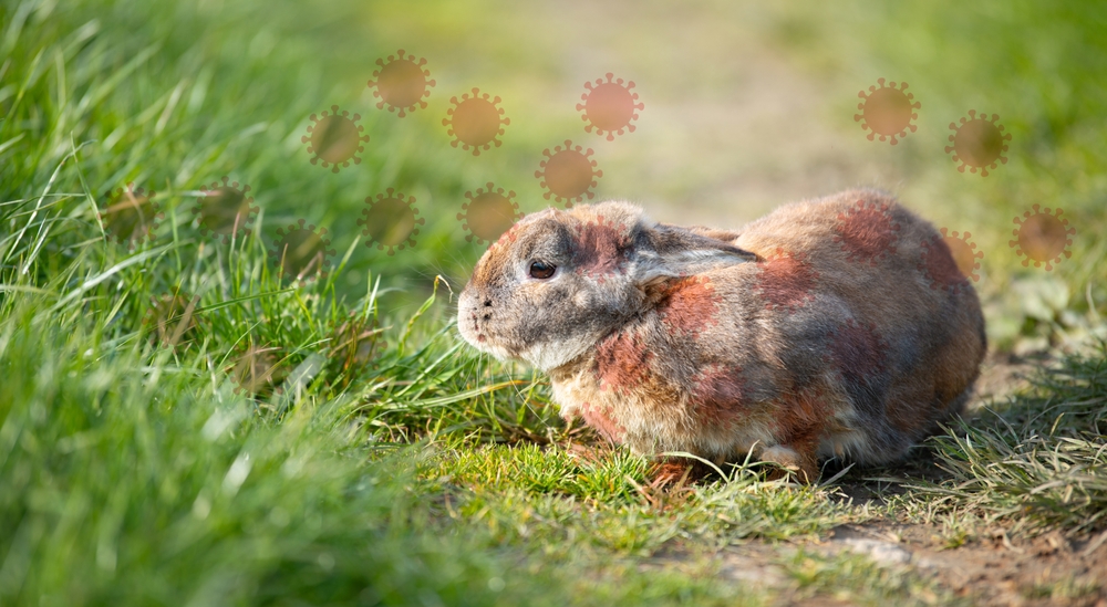 Rabbit Fever Cases Rise 56% Across the U.S.