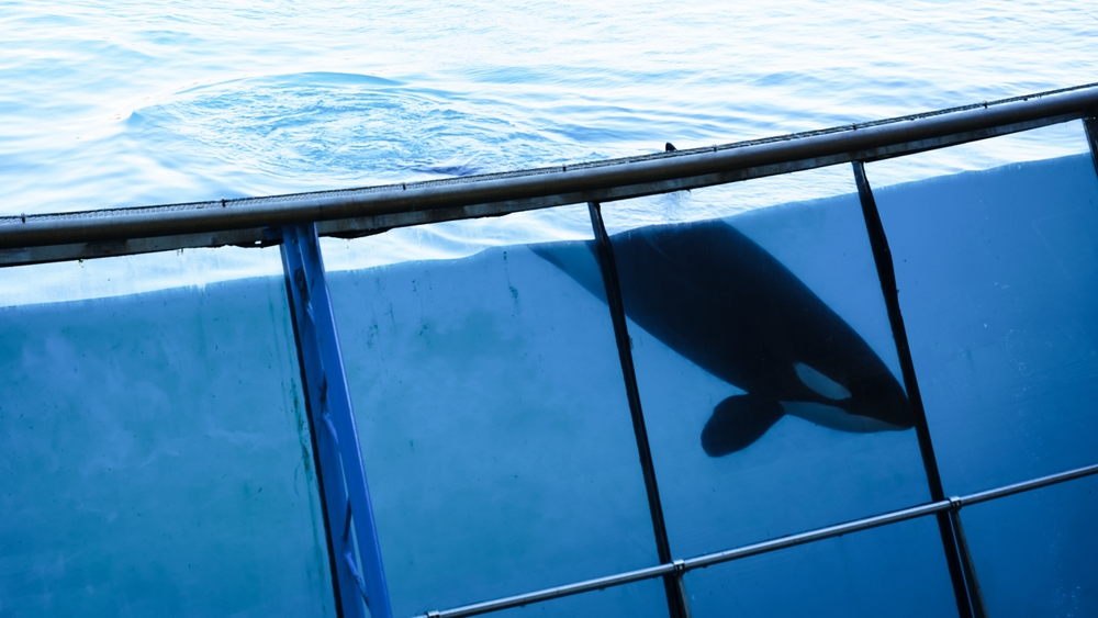 Europe’s Largest Marine Park Closes, Leaving Two Orcas Without a Home