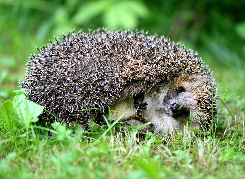 Are you feeding Hedgehogs in the garden? Salmonella Risk causes Recall