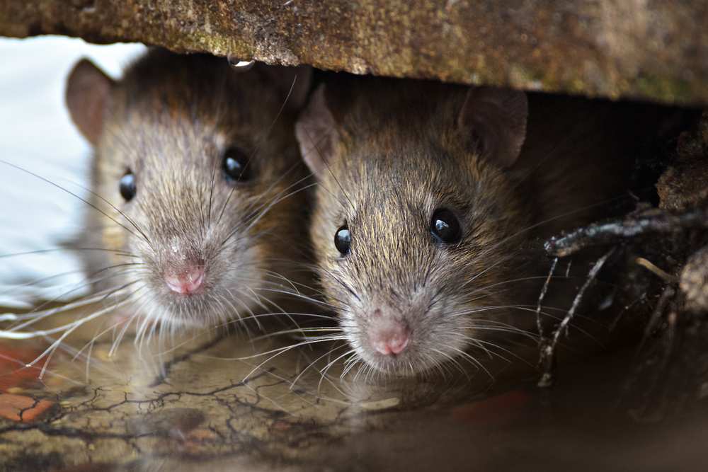 Breakthrough: Scientists Create Mice with Human Immune Systems