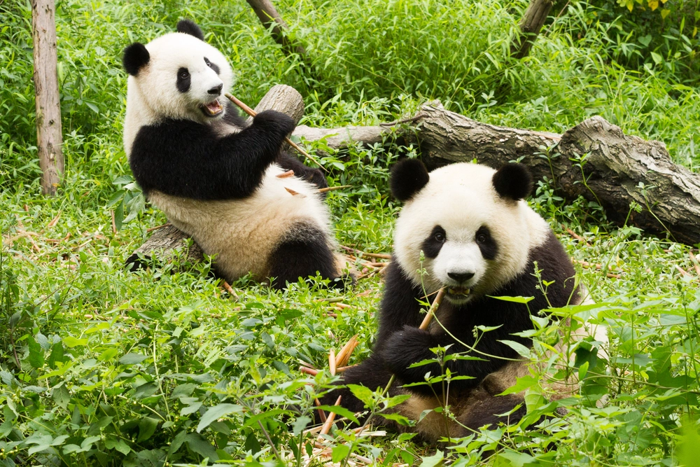 China promises Australia two giant pandas