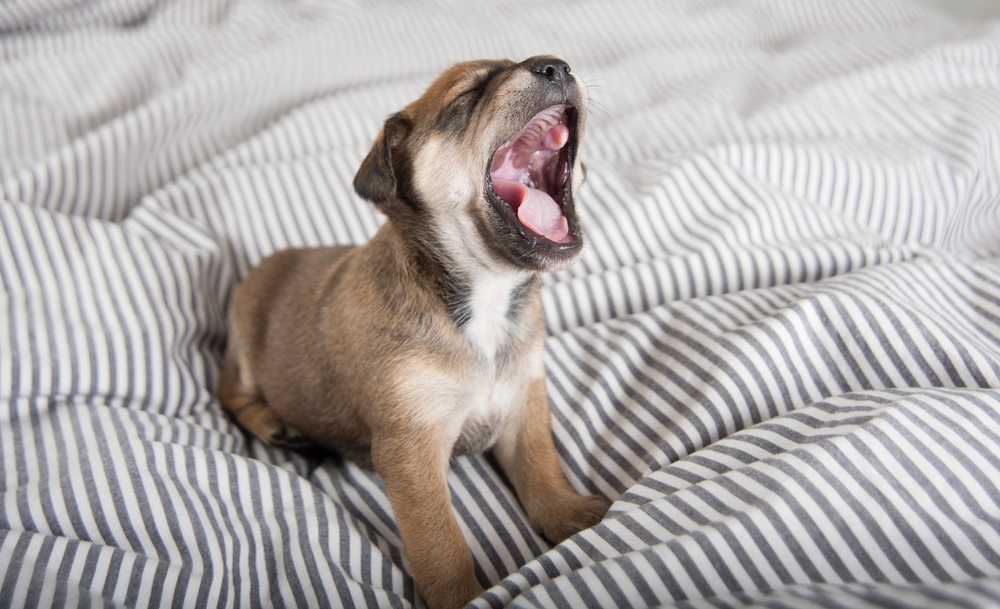 Is Your Dog Mad at You? 6 Signs You Can Watch For