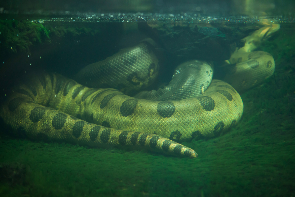 Largest Snake Species in the World Discovered