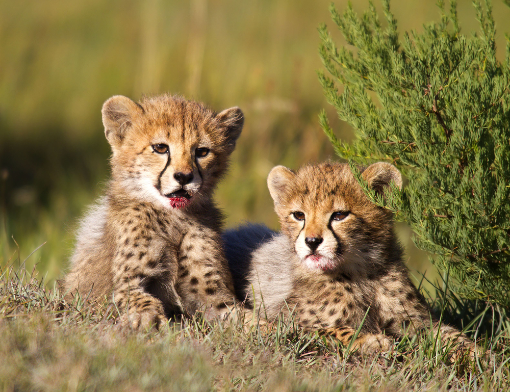 Cheetah Cubs Born in Saudi Arabia as Part of Historic Reintroduction Efforts