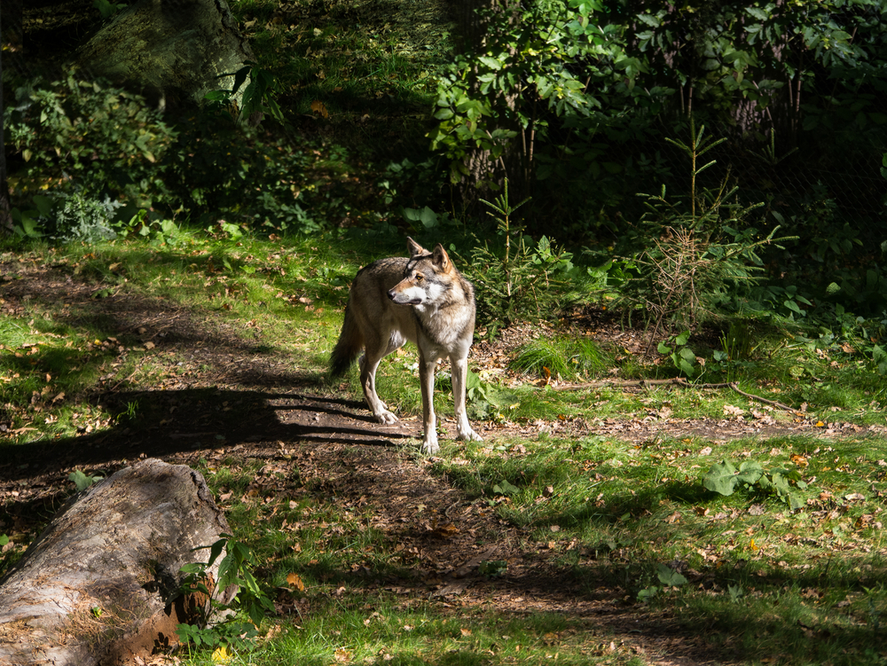 Sweden Starts Effort to Cut Its Wolf Population in Half