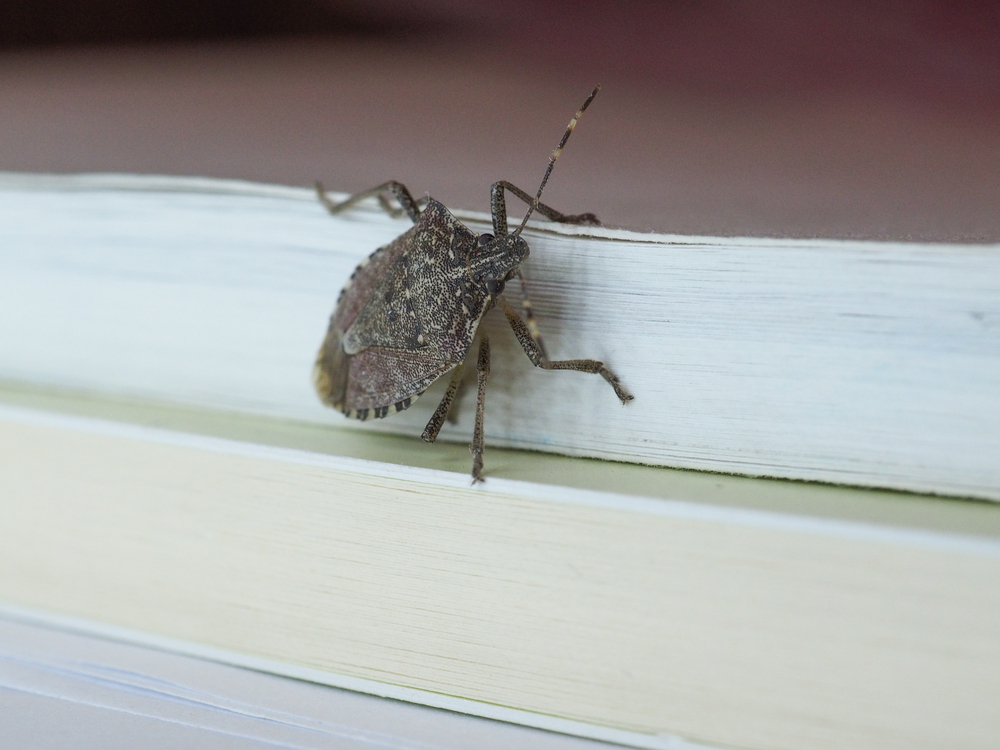 This Tiny Creature is Already Making a Comeback. Here’s What You Can Do to Prevent an Invasion