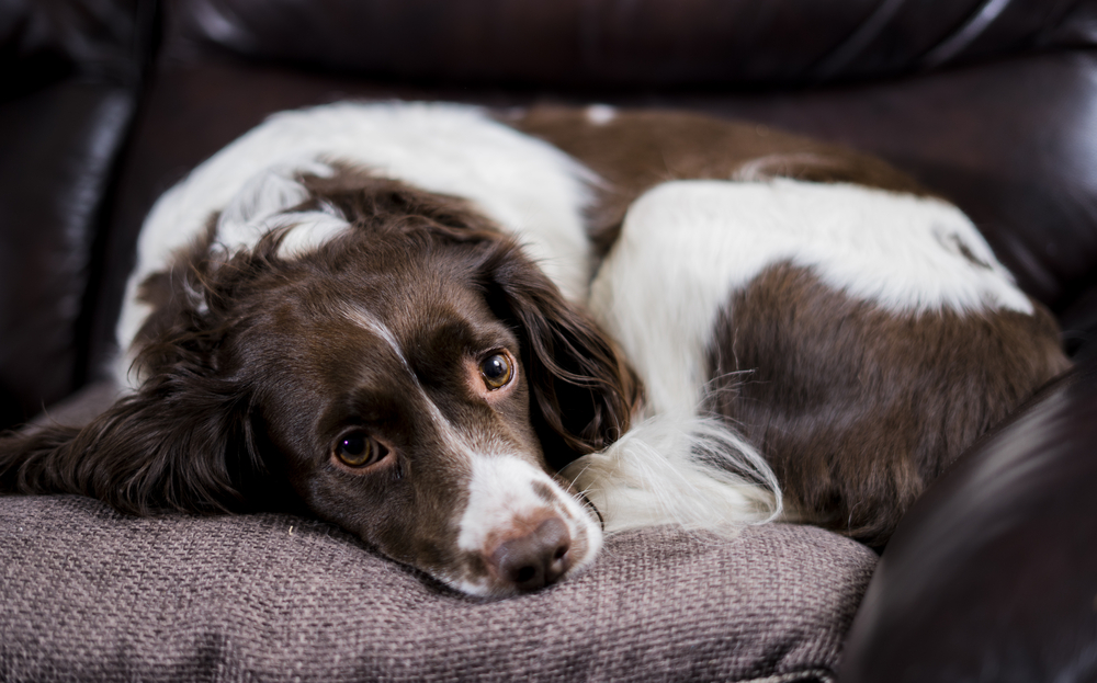 New Puppy’s Health Scare Leads to Unexpected Heartwarming Twist