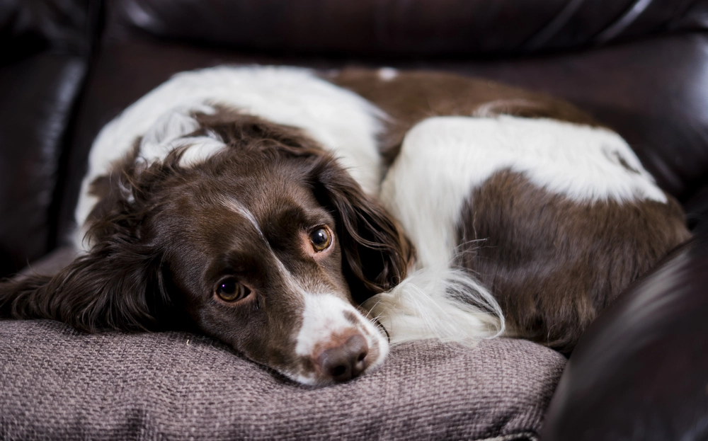 New Puppy’s Health Scare Leads to Unexpected Heartwarming Twist