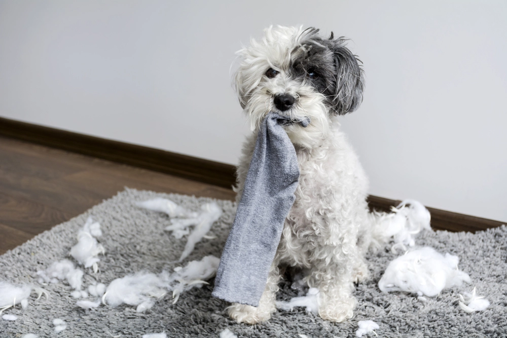 Lucy Took Her Dog to the Vet After It Swallowed a Sock: What Followed Next Surprised Her