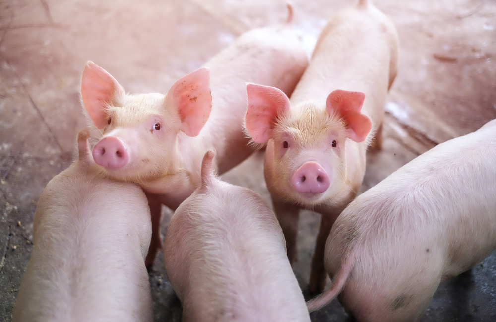 Emergency Declared in Russian Region Due to African Swine Fever