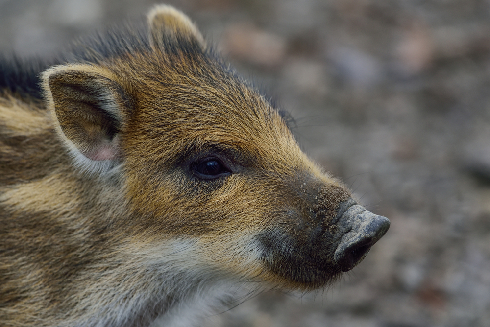 Debate Over Euthanasia: French Court Decision on Toto the Boar Sparks Outrage
