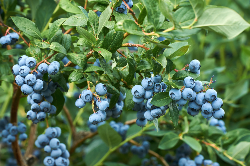 One of the Healthiest Fruits: Eat This, and Your Brain Will Love You