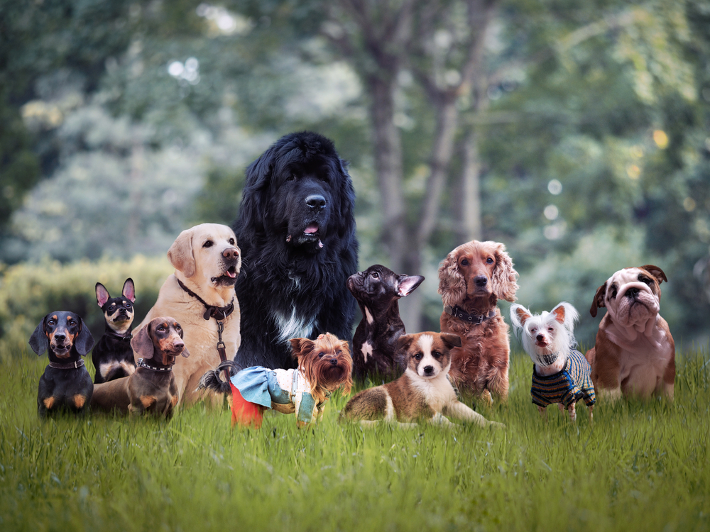 How to Calculate a Dog’s Age: One Human Year Is Not Equal to Seven Dog Years