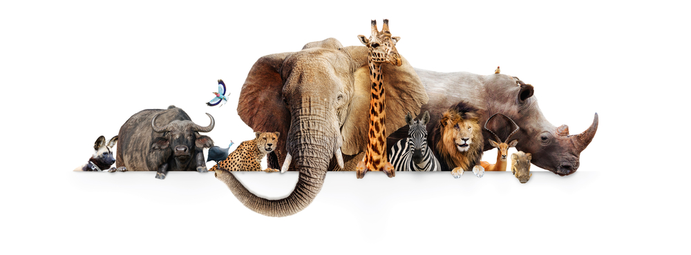 Canada introduces new legislation to ban captivity of elephants and great apes