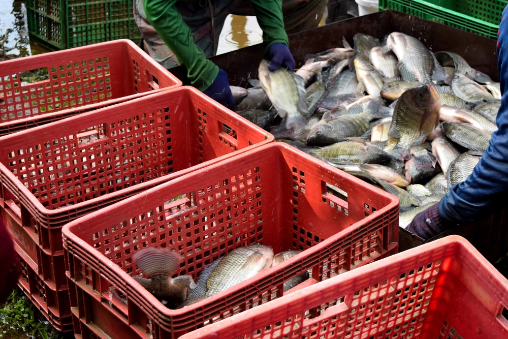 Russia Accuses EU of Sabotaging Fish Exports
