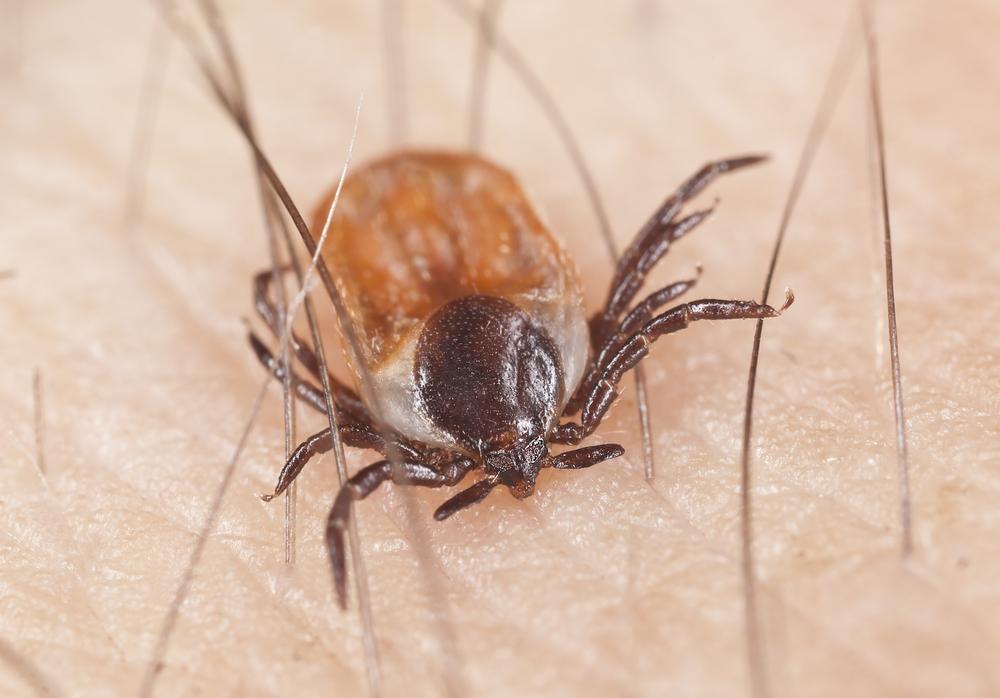 Congo Fever: A Potential Threat in the US?