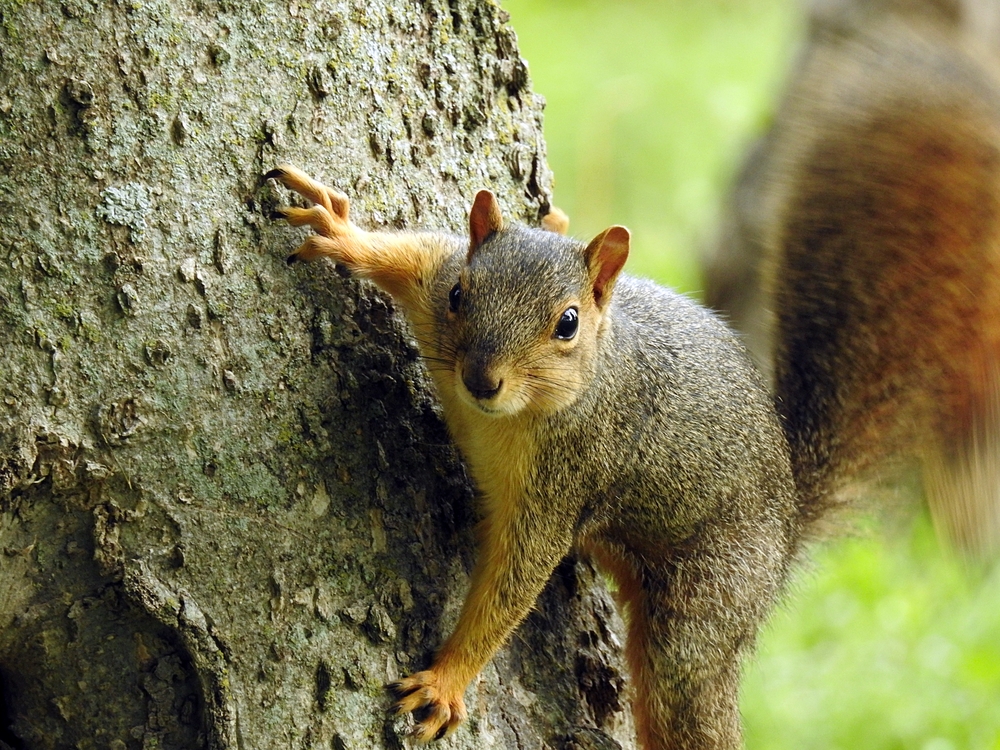 Squirrel Boarded Train to Gatwick and Refused Getting Off