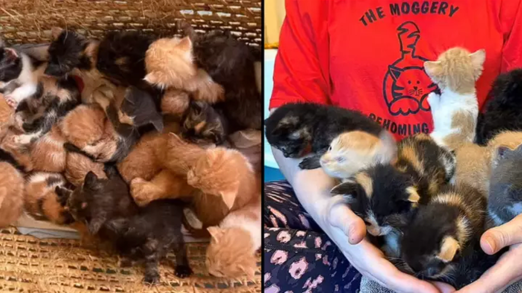 Charity finds 26 abandoned kittens on doorstep in Bristol
