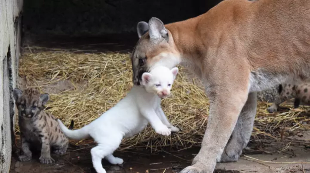 Historic birth of an albino puma cub in Nicaragua’s Thomas Belt Zoo