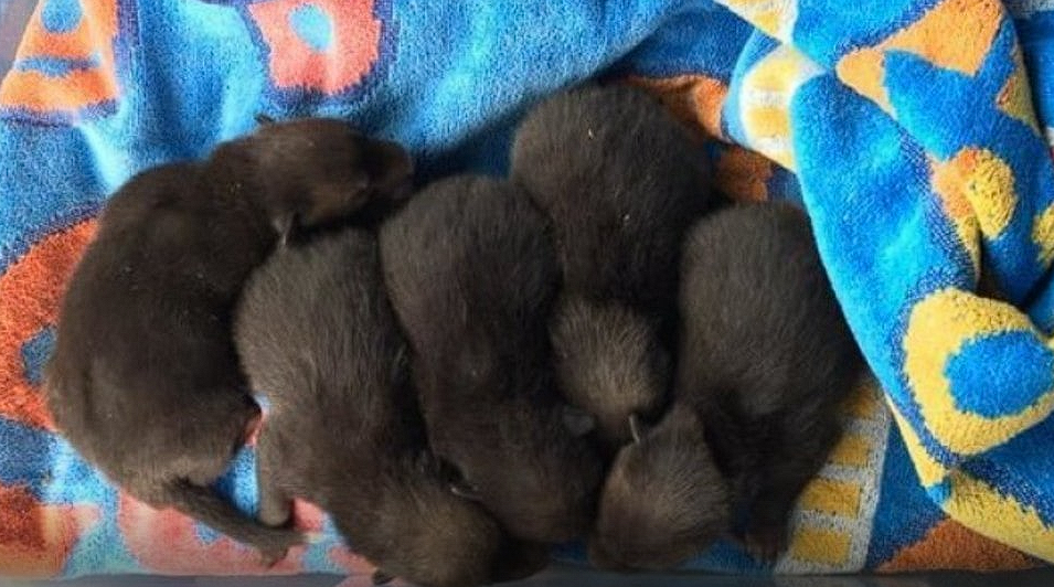Man saves puppies but quickly realizes his big ‘mistake’