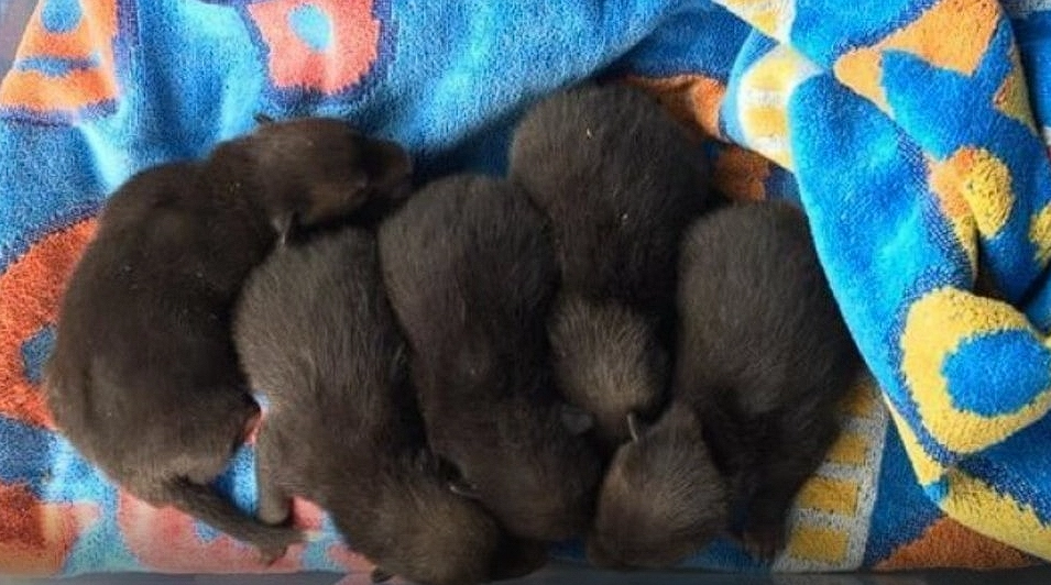 Man saves puppies but quickly realizes his big ‘mistake’