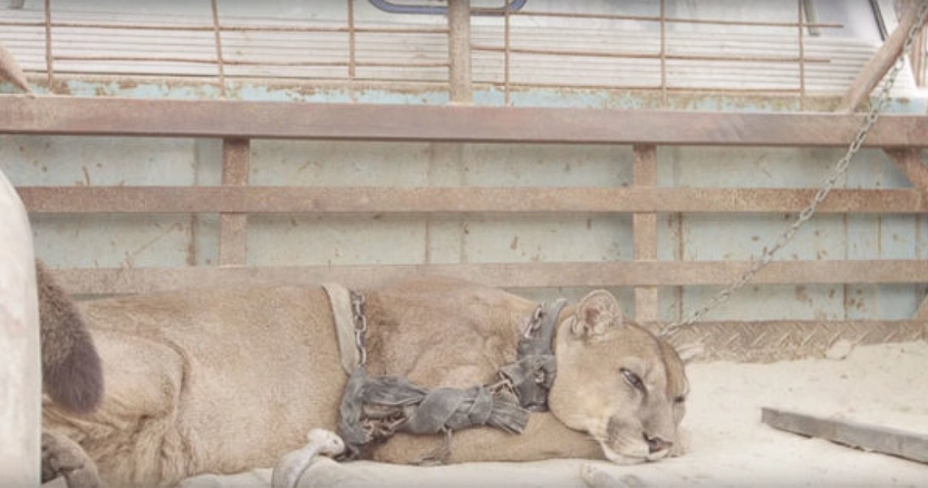 Circus lion was locked up for 20 long years, now watch his reaction when he’s released