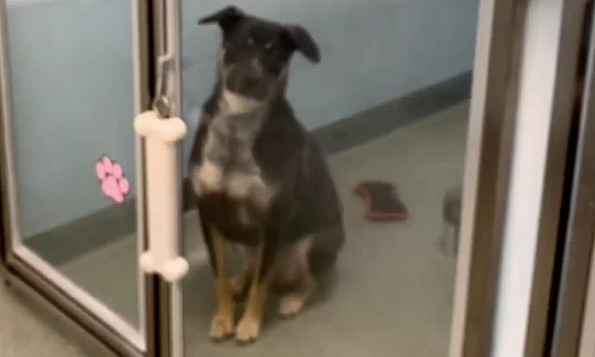 Shelter puts up heartbreaking sign about ‘The Invisible Dog’
