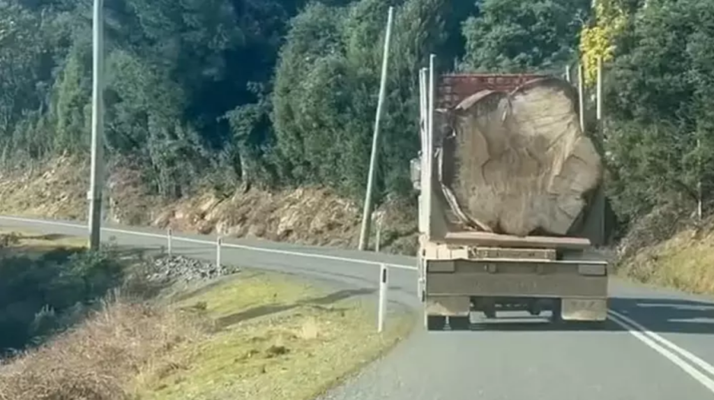 This tree transported on the back of a truck sparks outcry