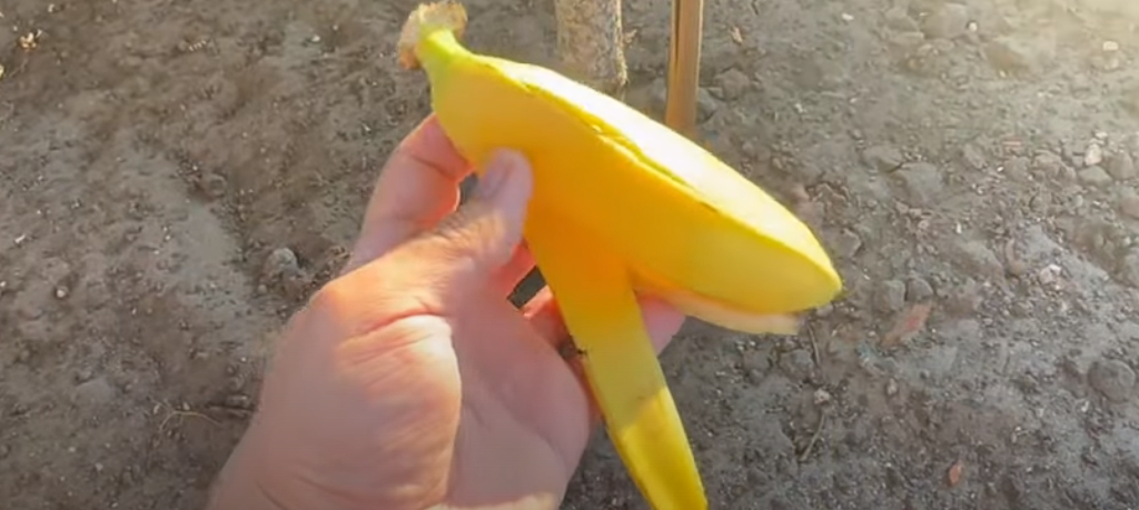 He buries a banana peel in the soil: Here’s Why