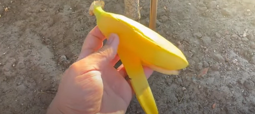 He buries a banana peel in the soil: Here’s Why