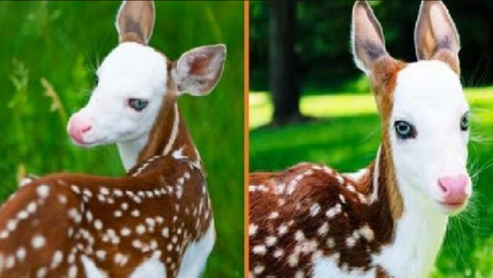Baby Deer abandoned by its mother becomes an Internet Star