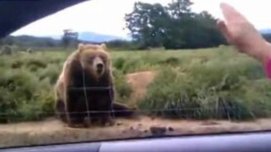 Woman waves to bear from her car: Gets a surprising response in return