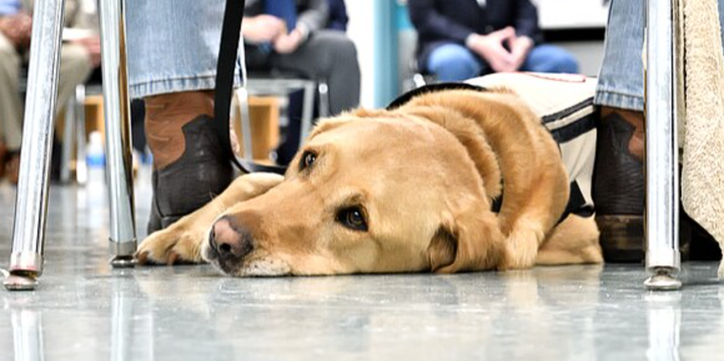 Vet issues desperate plea after dog tries to follow owner out room as it’s being put to sleep