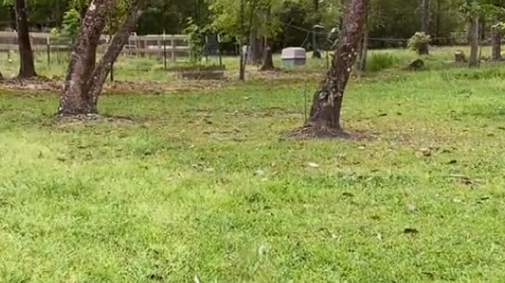 Couple buys house in Alabama and discovers heartbreaking reality in the garden