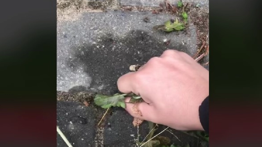 Gardening expert shares quick tip to eliminate weeds between tiles